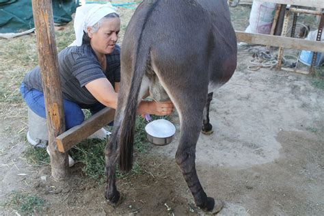 Eşek sütü harammı